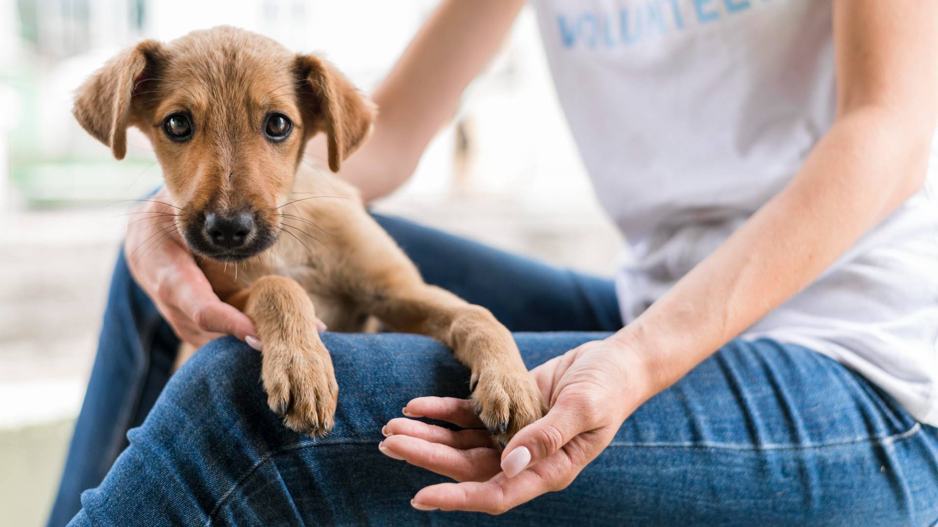 imagen de perrito adopado